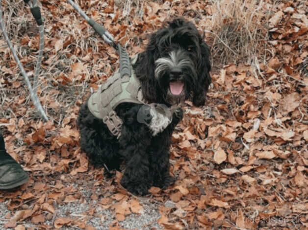 Cockapoo Puppies for sale