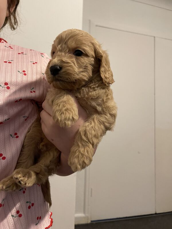 The most loving litter of Cockapoo puppies for sale in Hayes, Dorset