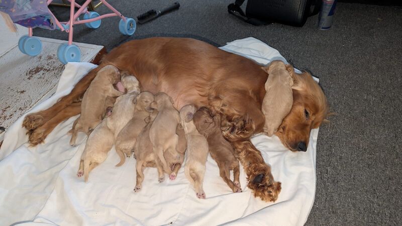 The most loving litter of Cockapoo puppies for sale in Hayes, Dorset - Image 2