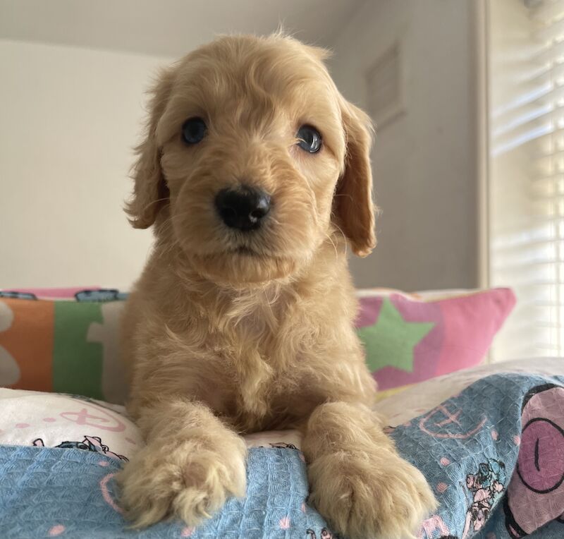 The most loving litter of Cockapoo puppies for sale in Hayes, Dorset - Image 3