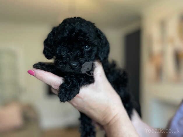 Cockapoo Puppies for sale