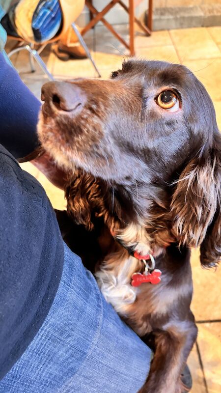 Top Quality Cockapoo puppies for sale in West Acre, Norfolk - Image 3