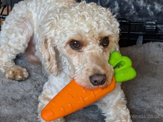 Toy Cockapoo for rehoming for sale in Manchester, Greater Manchester - Image 1