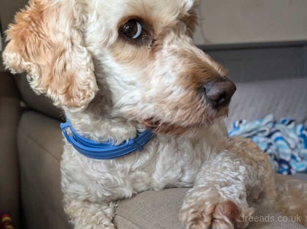 Toy Cockapoo for rehoming for sale in Manchester, Greater Manchester - Image 3