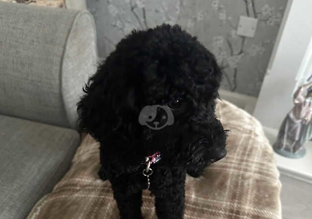 Toy cockapoo for sale in Spennymoor, County Durham