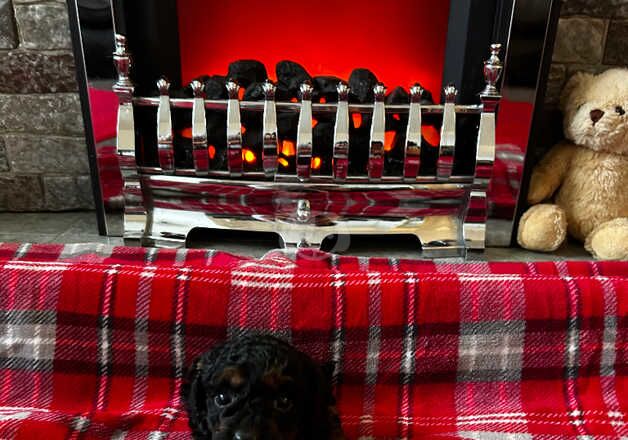 Cockapoo Puppies for sale in North Lanarkshire