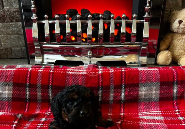 Cockapoo Puppies for sale