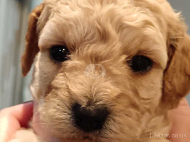 Toy cockapoo puppies for sale in Durham, County Durham - Image 1