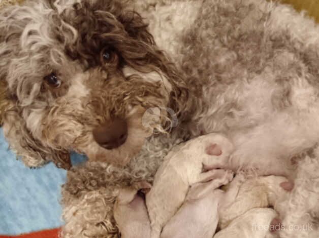 Toy cockapoo puppies for sale in Durham, County Durham - Image 2