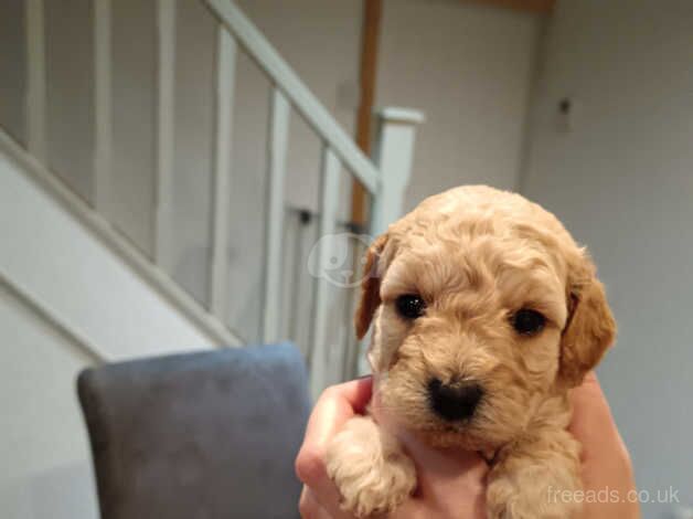 Toy cockapoo puppies for sale in Durham, County Durham - Image 3