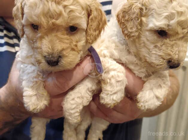 Toy cockapoo puppies for sale in Durham, County Durham - Image 4