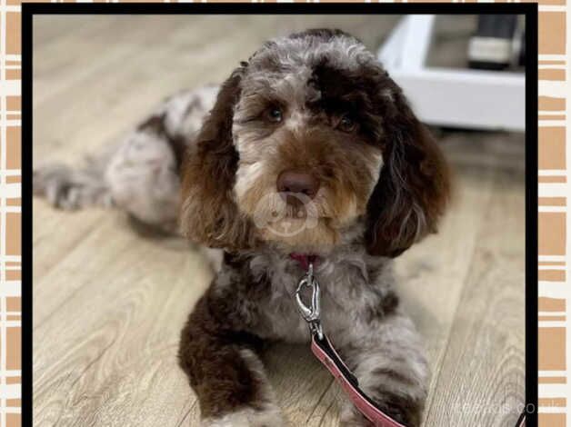 Toy cockapoo puppies for sale in Durham, County Durham - Image 5