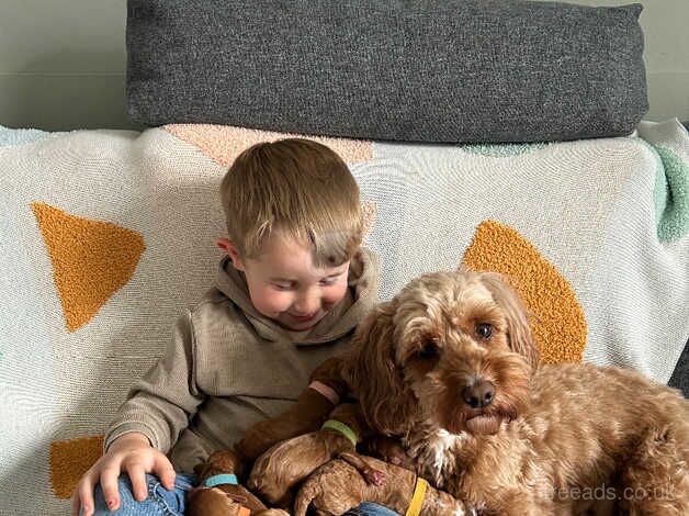 Toy Cockapoo Puppies for sale in Prestwick, South Ayrshire - Image 1