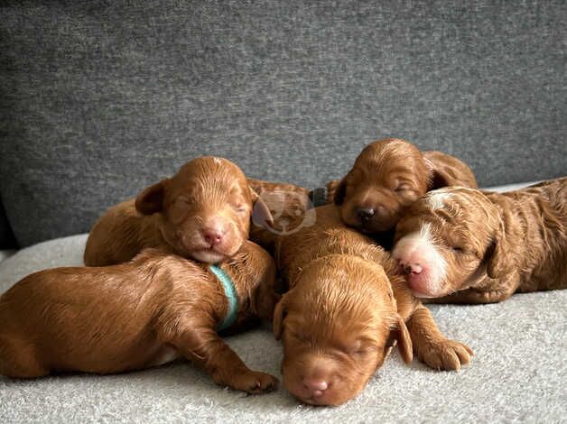 Toy Cockapoo Puppies for sale in Prestwick, South Ayrshire - Image 2