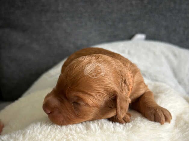 Toy Cockapoo Puppies for sale in Prestwick, South Ayrshire - Image 4