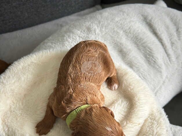 Toy Cockapoo Puppies for sale in Prestwick, South Ayrshire - Image 5