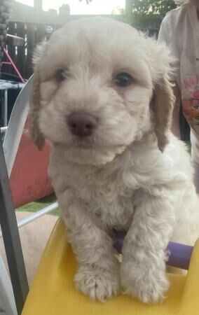 Toy Cockapoo puppys looking for 5* home for sale in Bishop Auckland, County Durham - Image 1