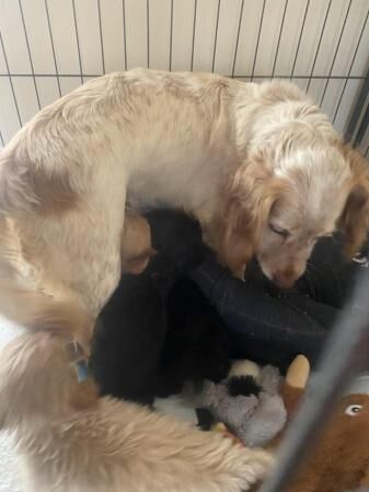 Toy Cockapoo puppys looking for 5* home for sale in Bishop Auckland, County Durham - Image 2