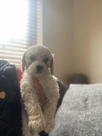 Toy Cockapoo puppys looking for 5* home for sale in Bishop Auckland, County Durham - Image 3