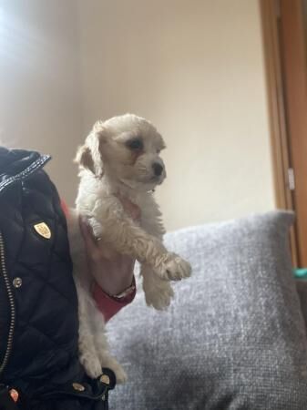 Toy Cockapoo puppys looking for 5* home for sale in Bishop Auckland, County Durham - Image 4