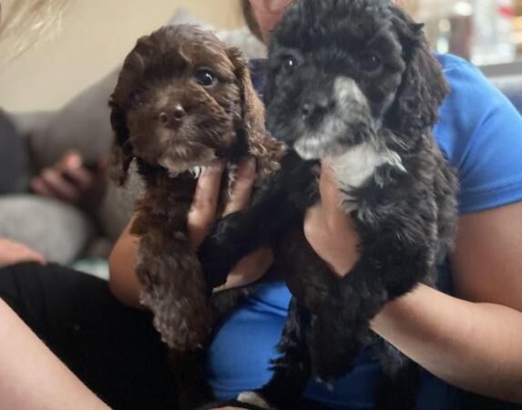 Toy Cockapoo puppys looking for 5* home for sale in Bishop Auckland, County Durham - Image 5