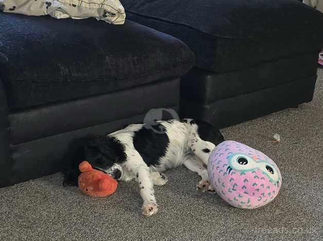 Toy cockapoo Reserved pending viewing for sale in Fareham, Hampshire - Image 2