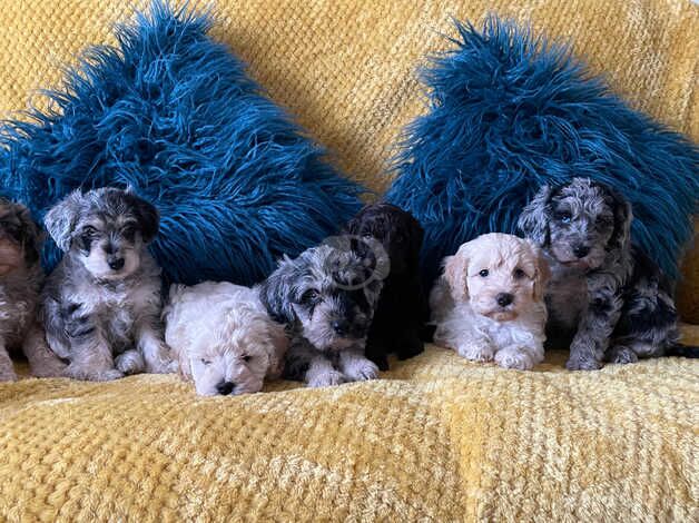 Toy Cockapoo's Blue and Choclate Merle's for sale in Bexley, Bexley, Greater London