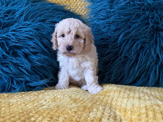 Toy Cockapoo's Blue and Choclate Merle's for sale in Bexley, Bexley, Greater London - Image 2