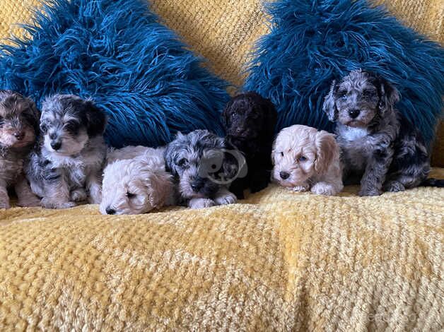 Toy Cockapoo's Blue and Choclate Merle's for sale in Bexley, Bexley, Greater London - Image 4