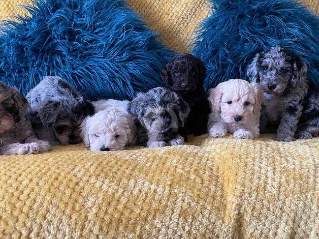 Toy Cockapoo's Blue and Choclate Merle's for sale in Bexley, Bexley, Greater London - Image 5