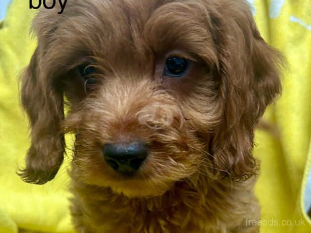 Toy cockerpoo and standard cockerpoo for sale in Lockerbie, Dumfries and Galloway