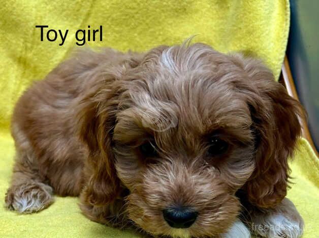 Toy cockerpoo and standard cockerpoo for sale in Lockerbie, Dumfries and Galloway - Image 5