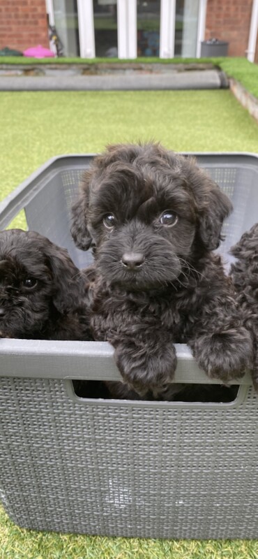 Toy cockerpoos for sale in Westmeston, East Sussex