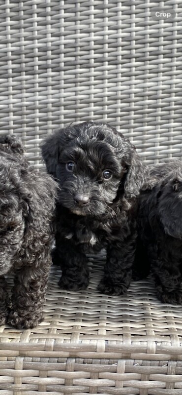 Cockapoo Puppies for sale in East Sussex