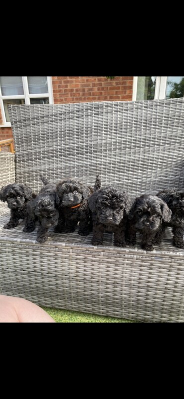 Cockapoo Puppies for sale