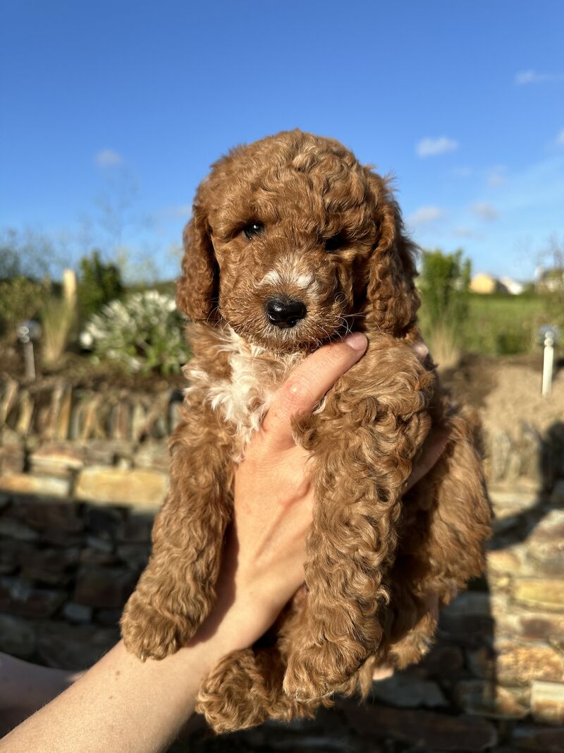 Toy F2b Cockapoo Puppies (White, Apricot & Red) for sale in Marlow, Buckinghamshire