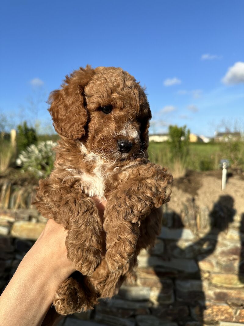 Cockapoo Puppies (White, Apricot & Red) for sale in Marlow, Buckinghamshire - Image 2
