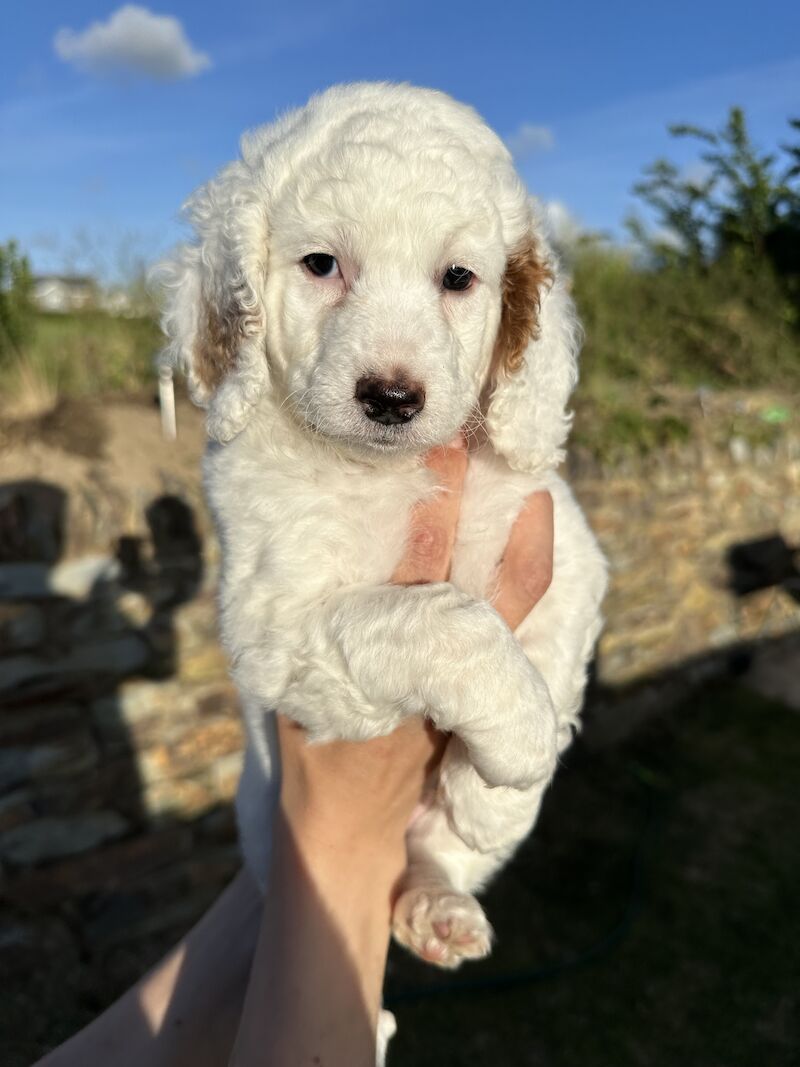 Cockapoo Puppies (White, Apricot & Red) for sale in Marlow, Buckinghamshire - Image 3
