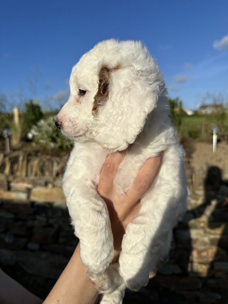 Cockapoo Puppies (White, Apricot & Red) for sale in Marlow, Buckinghamshire - Image 4