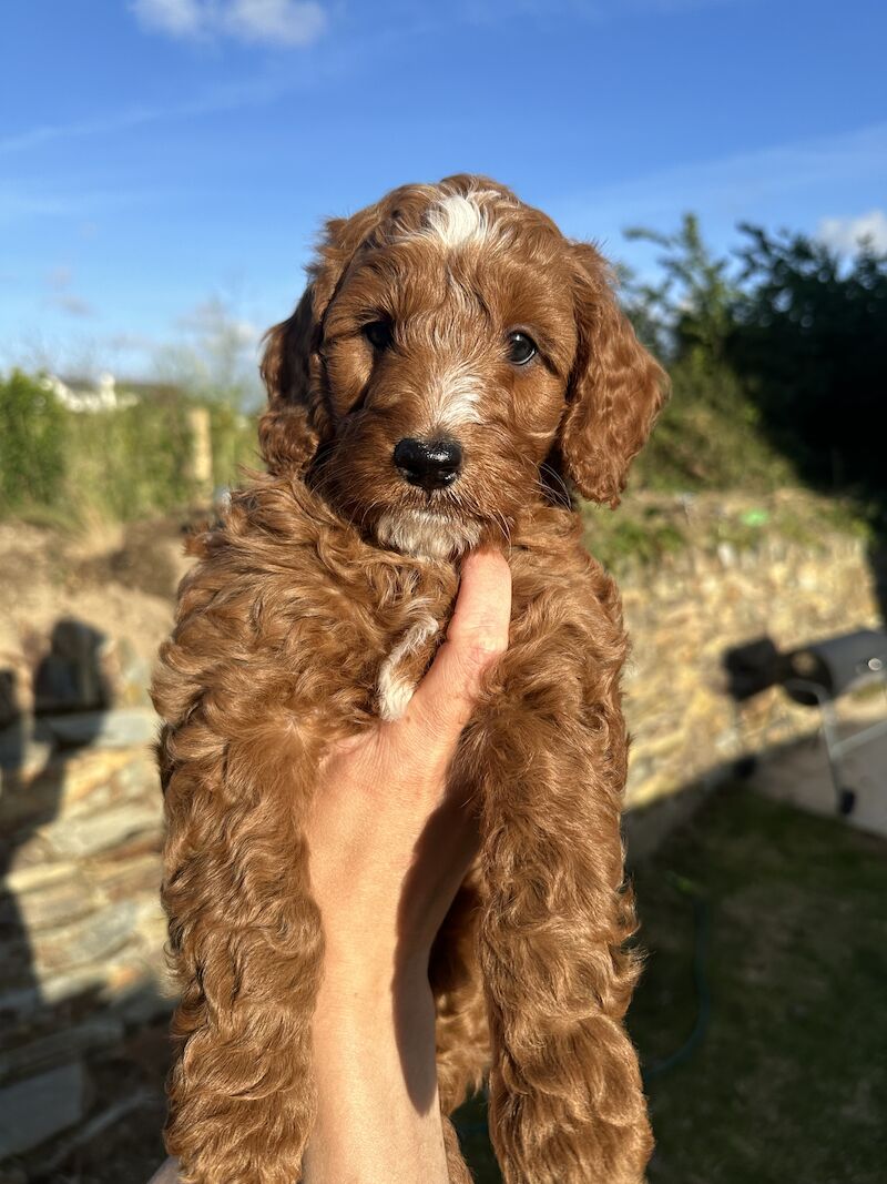 Cockapoo Puppies (White, Apricot & Red) for sale in Marlow, Buckinghamshire - Image 5