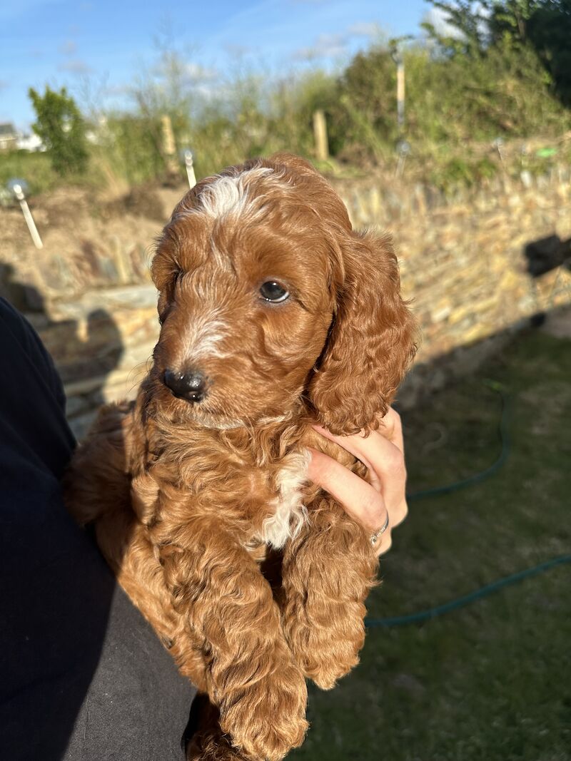 Cockapoo Puppies (White, Apricot & Red) for sale in Marlow, Buckinghamshire - Image 6