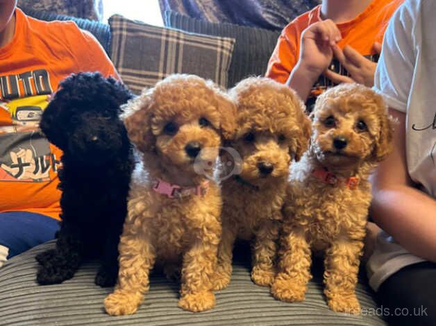 Toy poodle puppies for sale in Hereford, Herefordshire