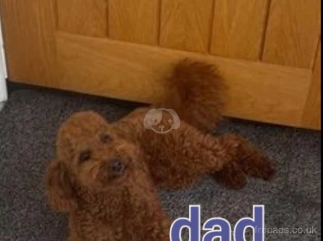 Toy poodle puppies for sale in Hereford, Herefordshire - Image 2