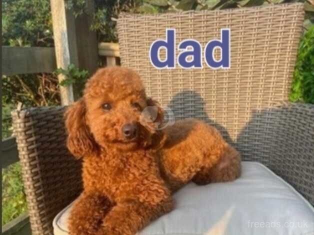 Toy poodle puppies for sale in Hereford, Herefordshire - Image 3