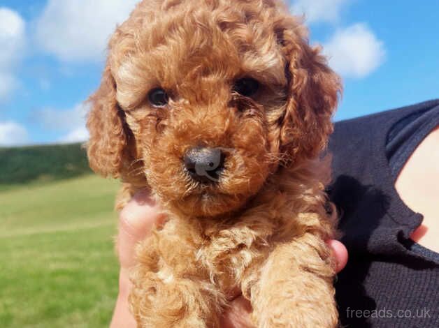 Toy poodle puppies for sale in Hereford, Herefordshire - Image 4