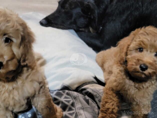 TOY RED COCKAPOO'S F1B for sale in Lincoln, Lincolnshire