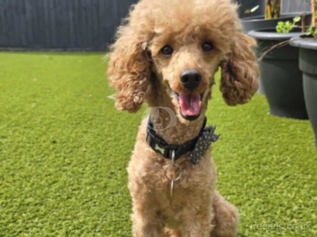 TOY RED COCKAPOO'S F1B for sale in Lincoln, Lincolnshire - Image 3