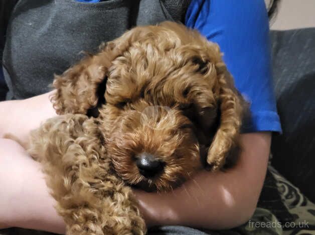 TOY RED COCKAPOO'S F1B for sale in Lincoln, Lincolnshire - Image 5