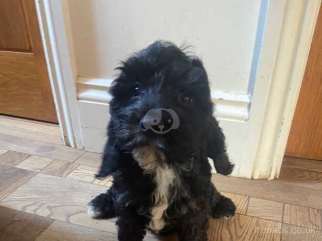 Two beautiful black Cockapoo girls for sale in Wetherby, West Yorkshire