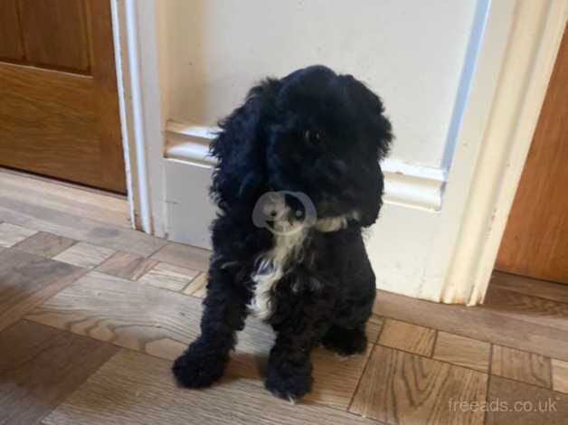 Two beautiful black Cockapoo girls for sale in Wetherby, West Yorkshire - Image 2